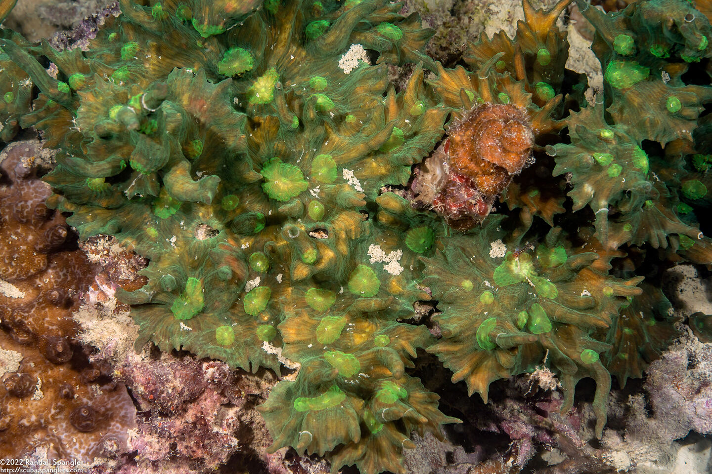 Pectinia paeonia (Peony Coral)