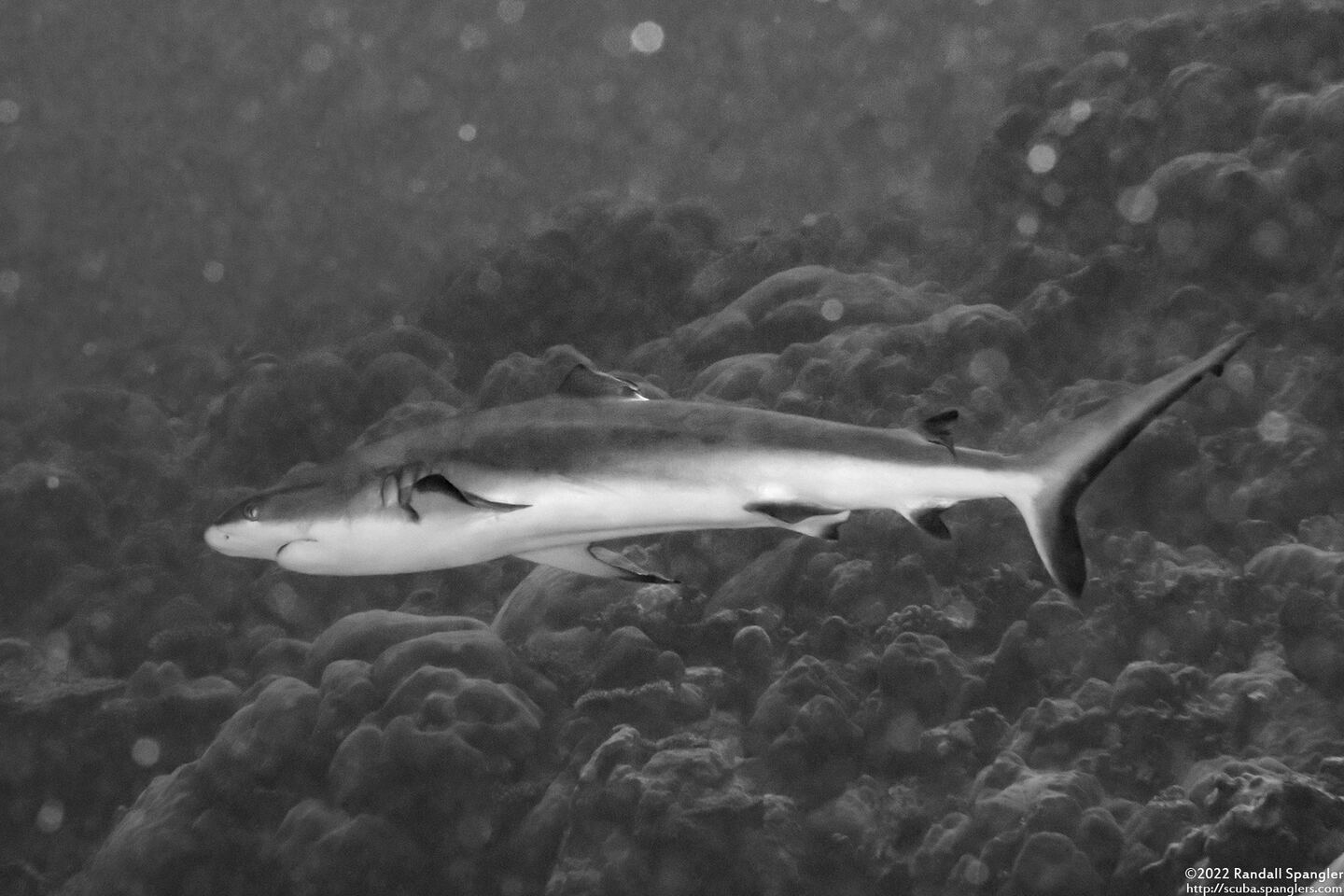 Carcharhinus amblyrhynchos (Gray Reef Shark); With chopped dorsal fin