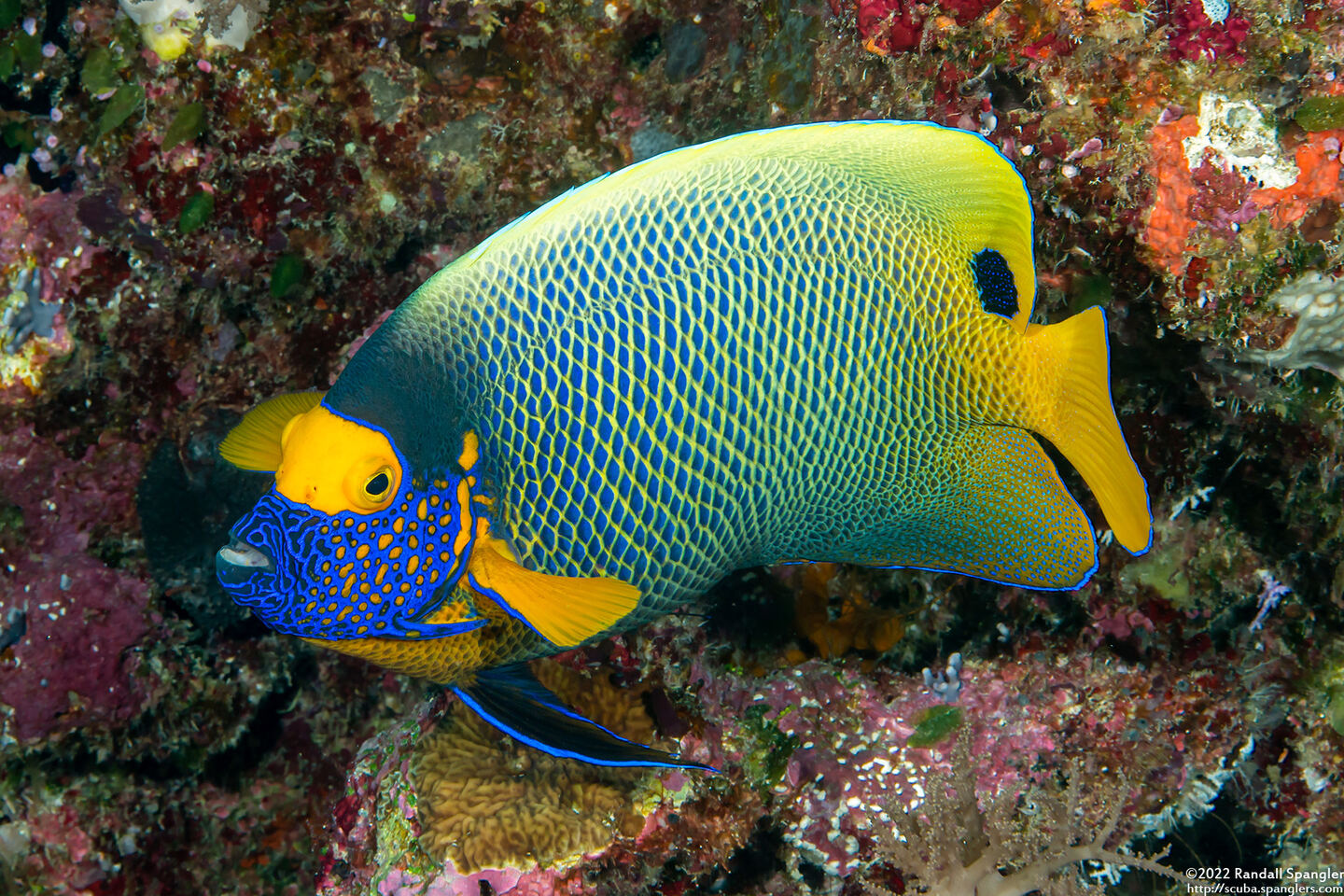 Pomacanthus xanthometopon (Yellow-Mask Angelfish)