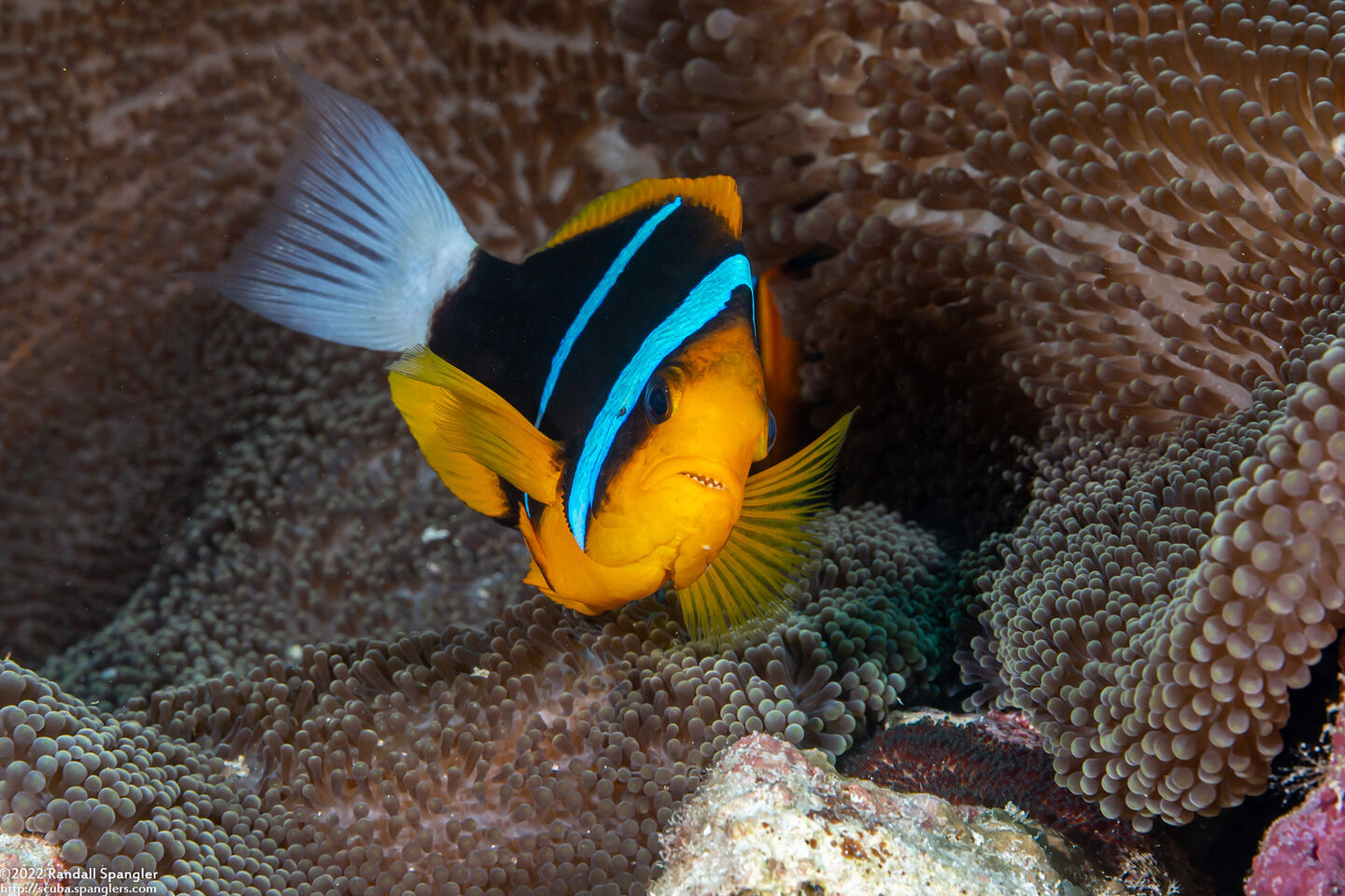 Amphiprion chrysopterus (Orangefin Anemonefish); With eggs to lower right