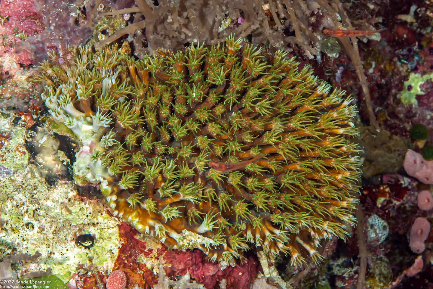 Galaxea fascicularis (Galaxy Coral)