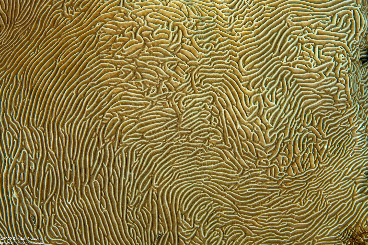Pachyseris speciosa (Corrugated Coral)