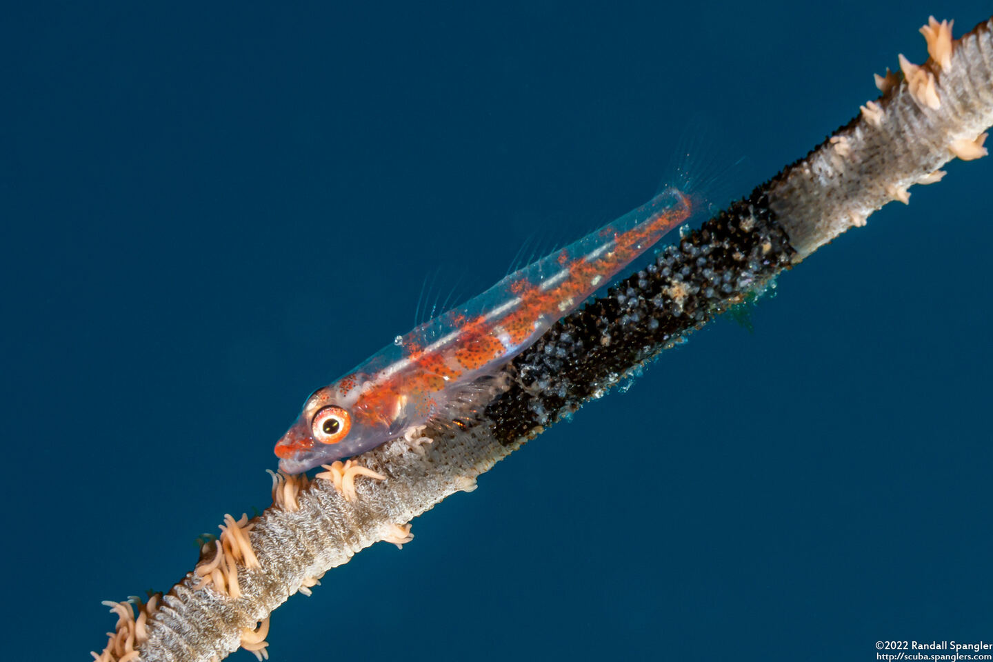 Bryaninops yongei (Wire Coral Goby); With eggs (white bits on the coral)