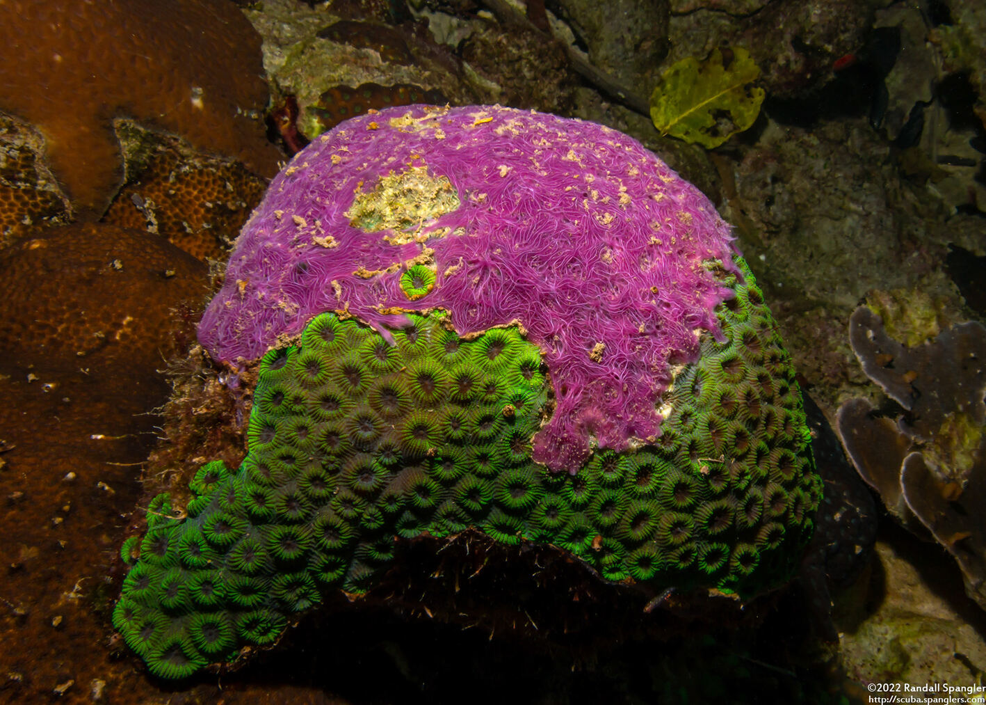 Chalinula nematifera (Coral Killing Sponge)