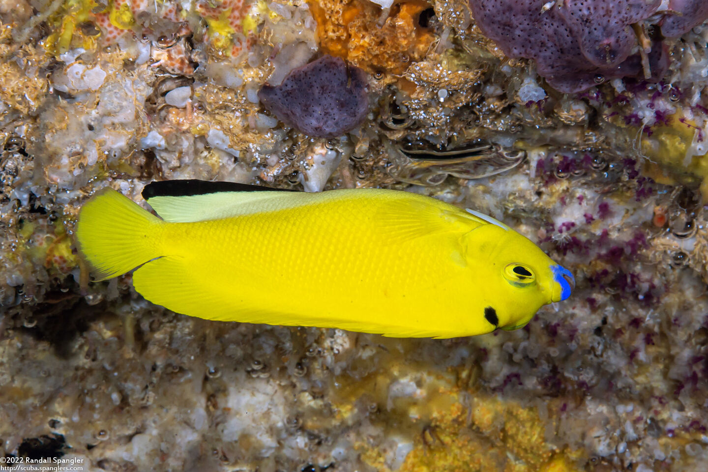 Apolemichthys trimaculatus (Three-Spot Angelfish)