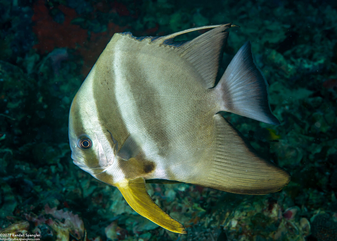 Platax teira (Longfin Spadefish); With damaged dorsal fin