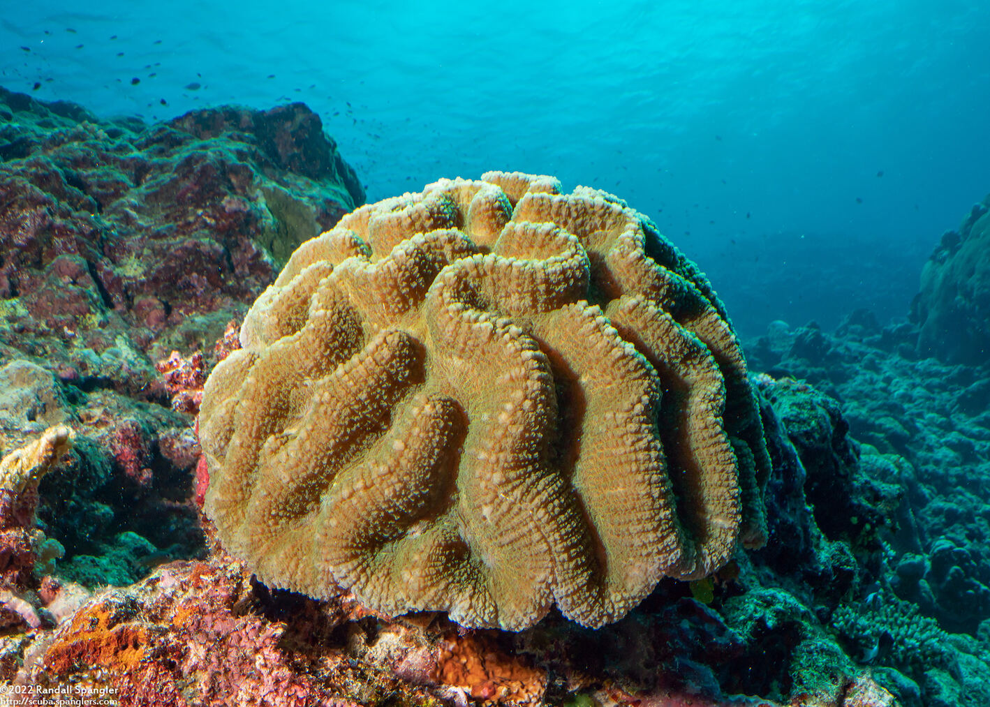 Leptoria irregularis (Irregular Brain Coral)