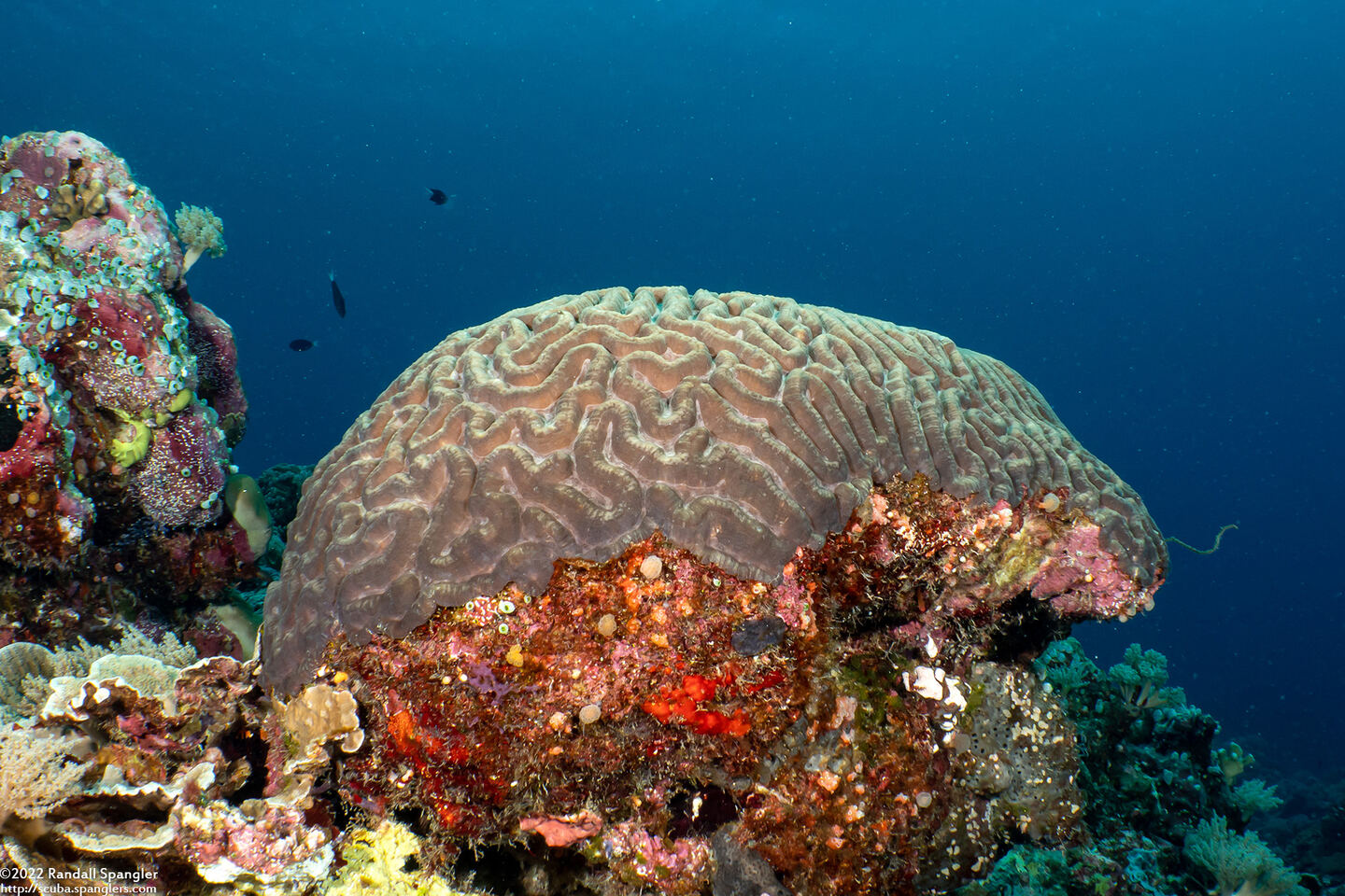 Lobophyllia recta (Lobophyllia Recta)