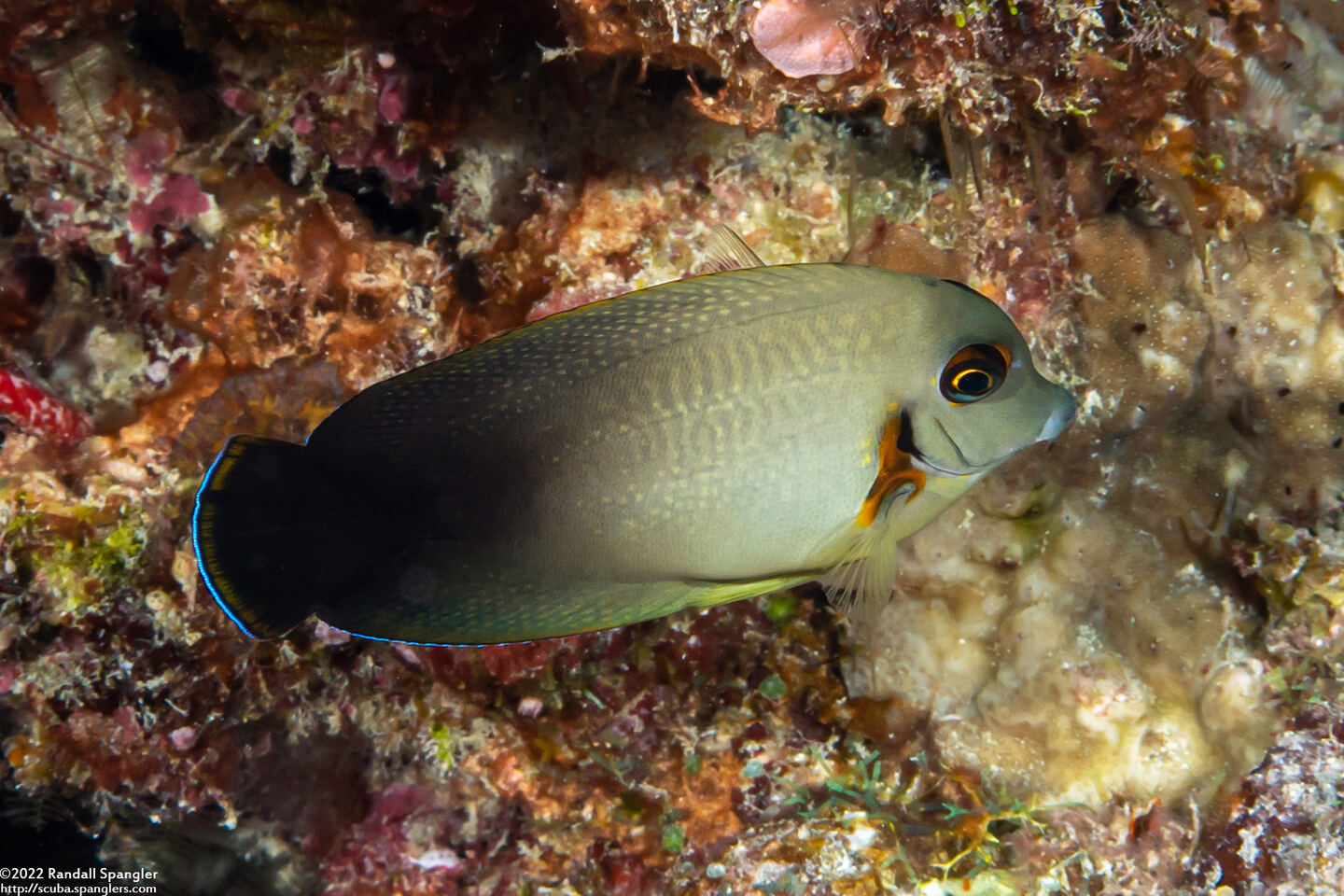 Acanthurus pyroferus (Mimic Surgeonfish); Juvenile imitating pearl-scaled angelfish