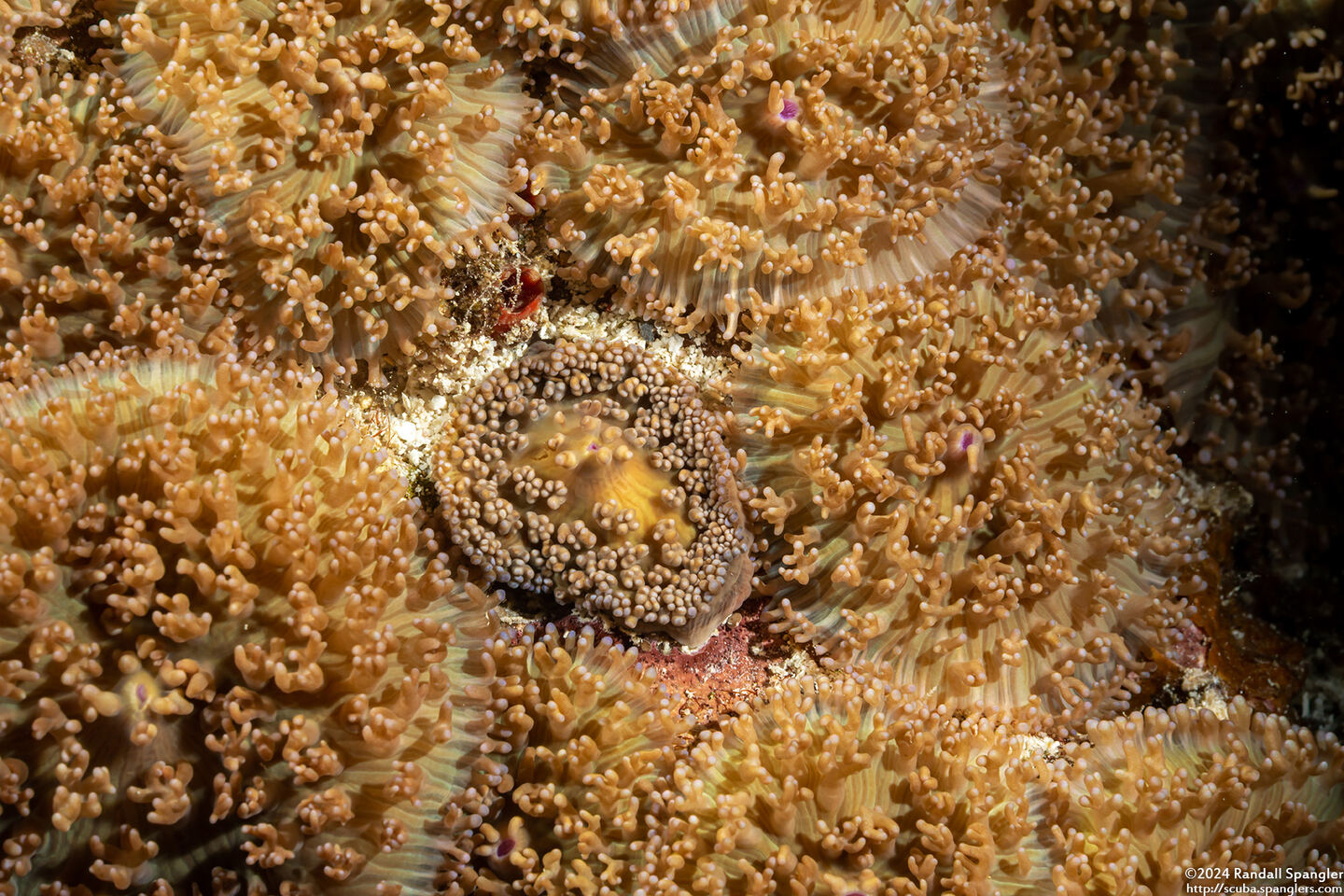 Rhodactis cf. bryoides (Rhodactis cf. bryoides)