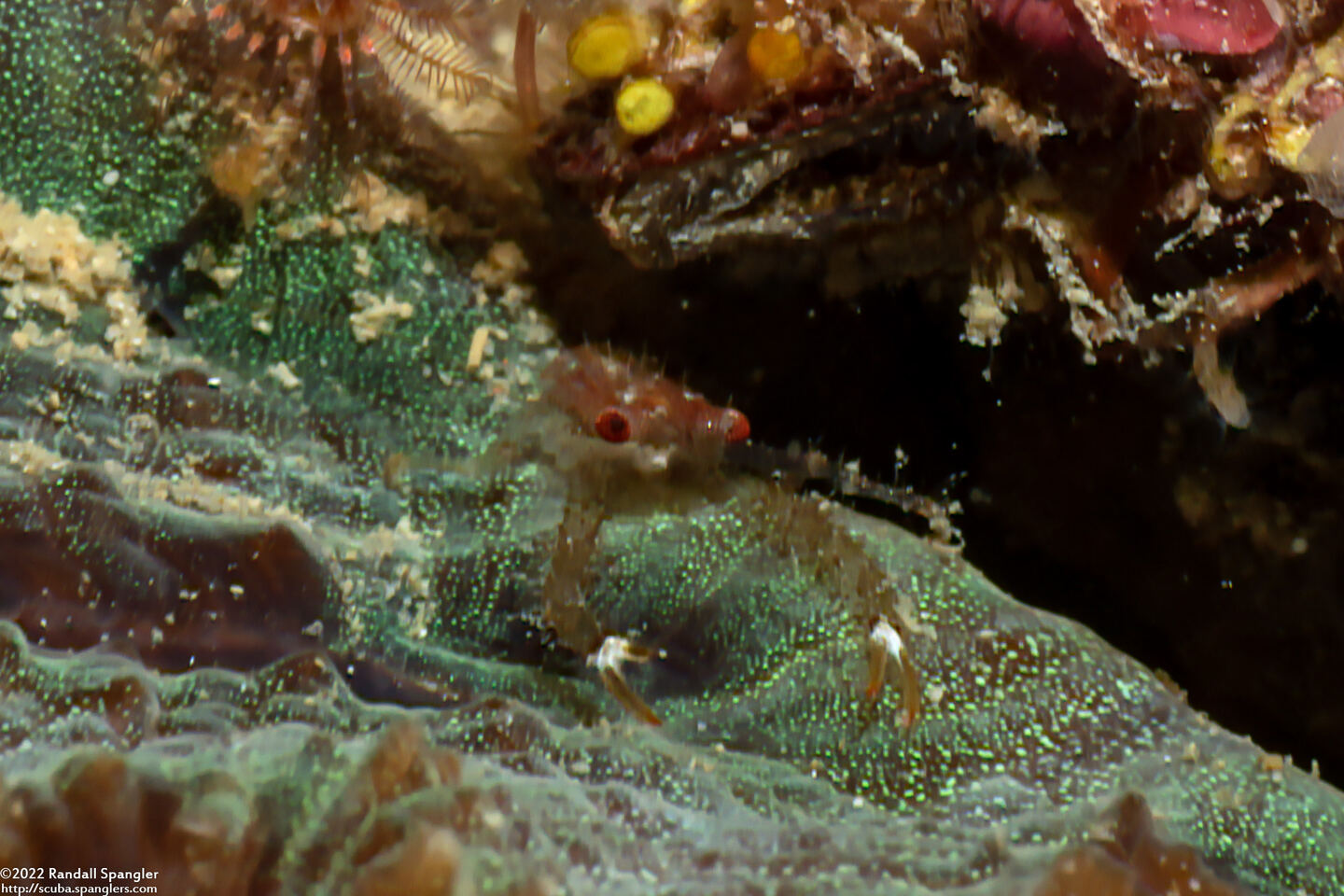 Galathea tanegashimae (Pink Squat Lobster)