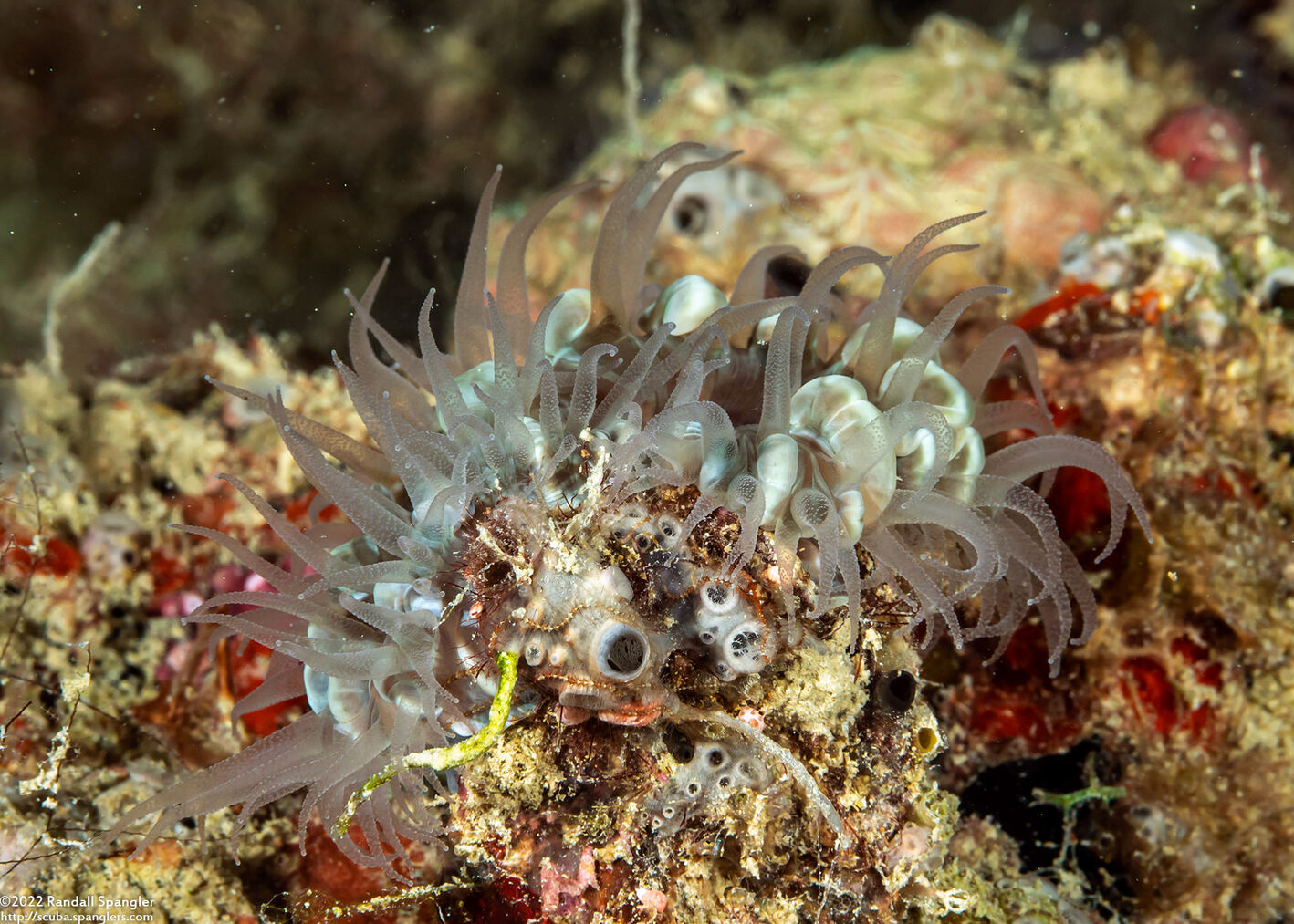 Fimbriaphyllia paraancora (Fimbriaphyllia Paraancora)