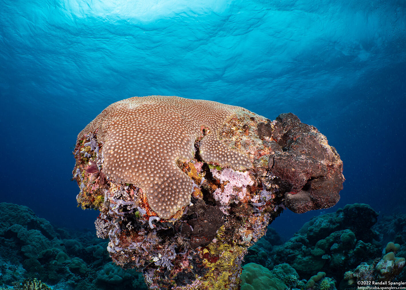Diploastrea heliopora (Honeycomb Coral)