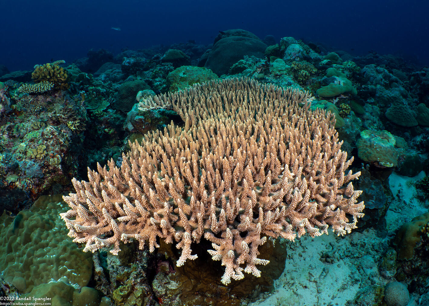 Acropora granulosa (Granular Table Coral)