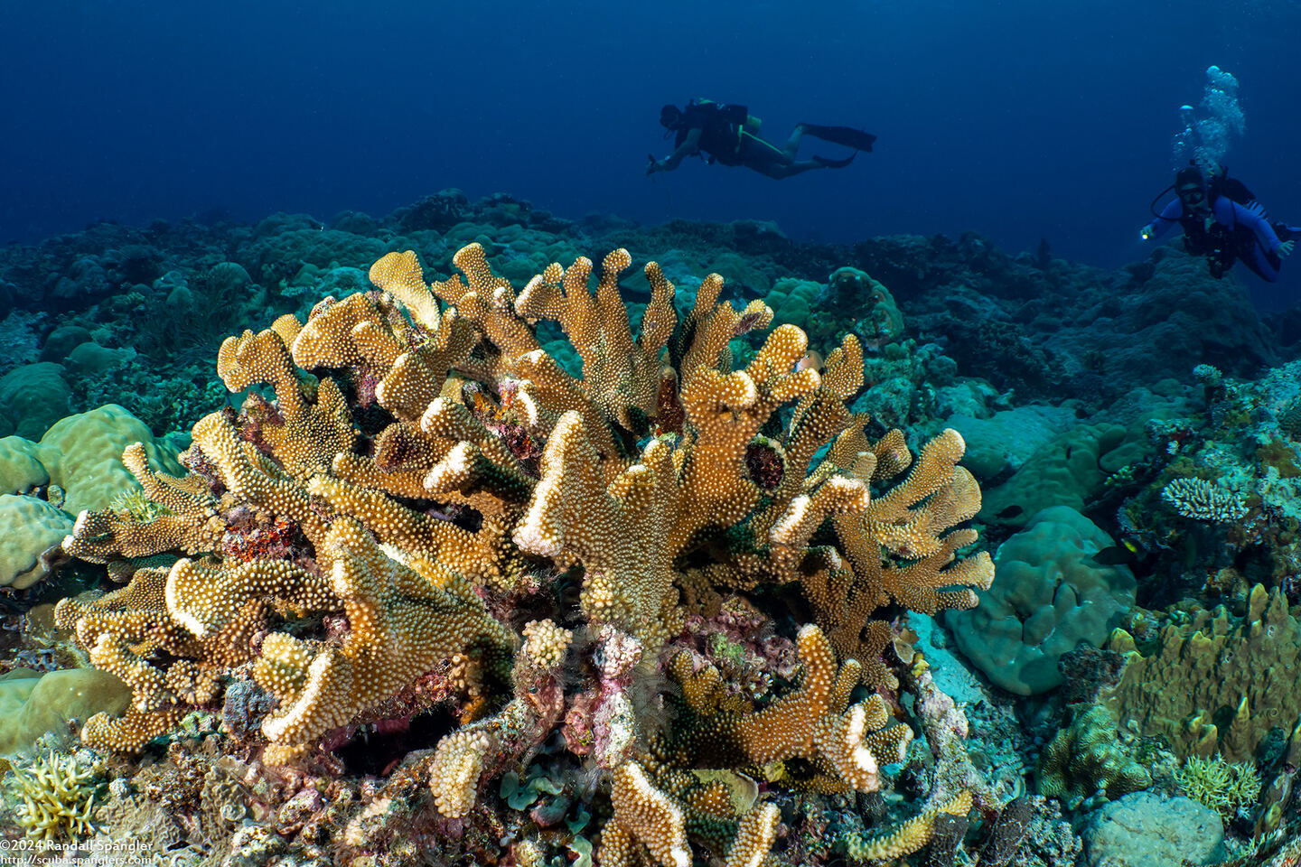 Pocillopora grandis (Antler Coral)