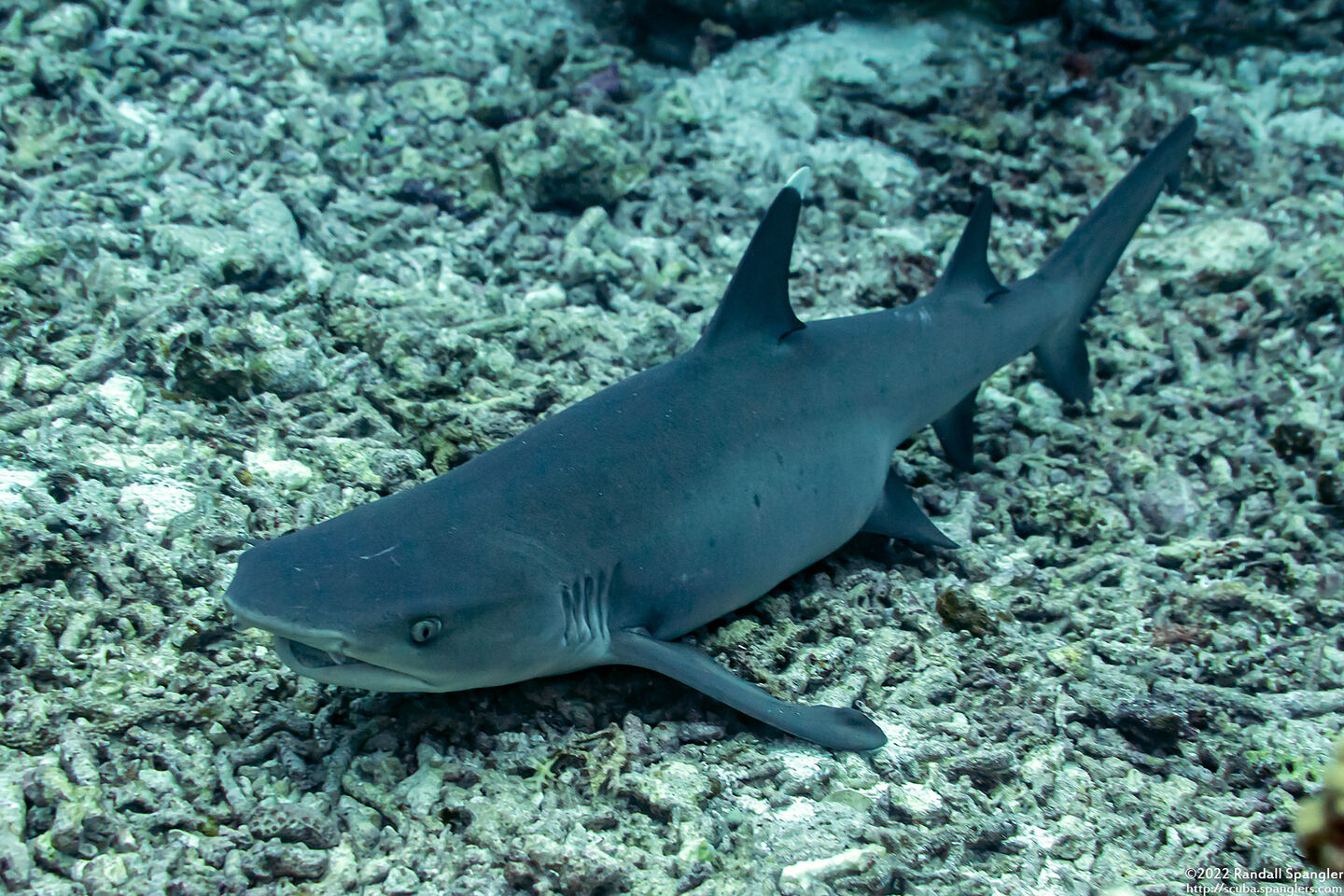 Triaenodon obesus (Whitetip Reef Shark); Maybe pregnant