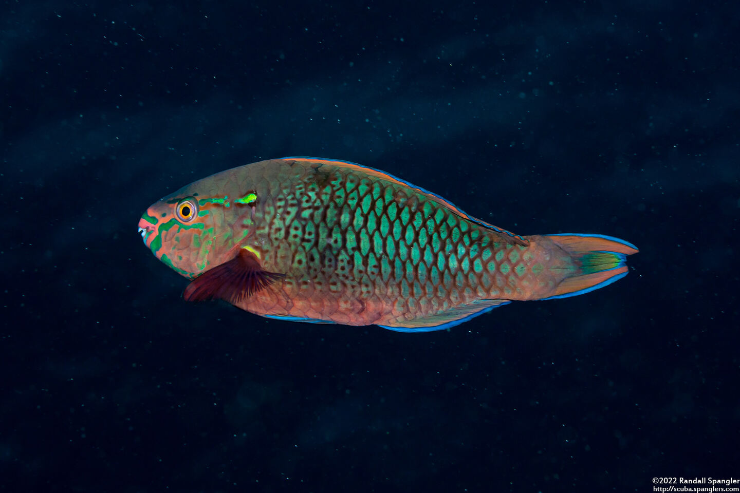 Scarus niger (Dusky Parrotfish)