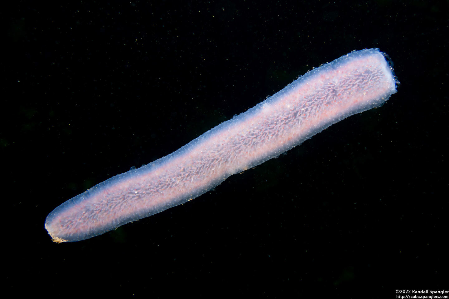Pyrosoma atlanticum (Pyrosome)