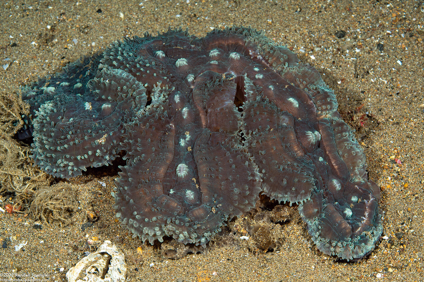 Lobophyllia valenciennesi (Lobophyllia Valenciennesi)