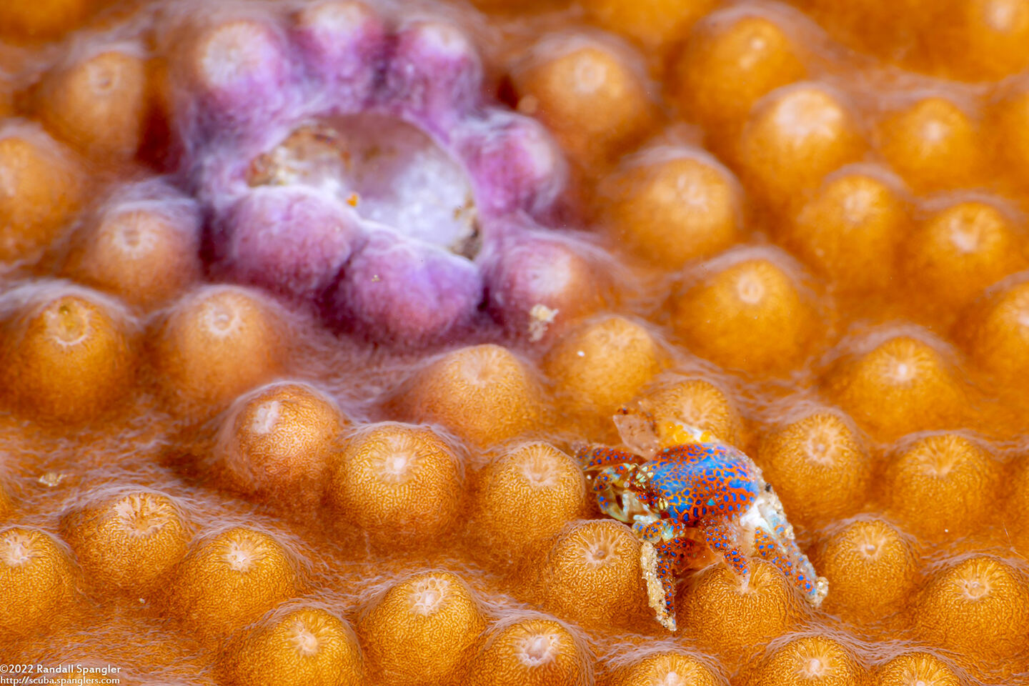 Pseudocryptochirus viridis (Coral Gall Crab); Crab with its burrow (gall) in coral