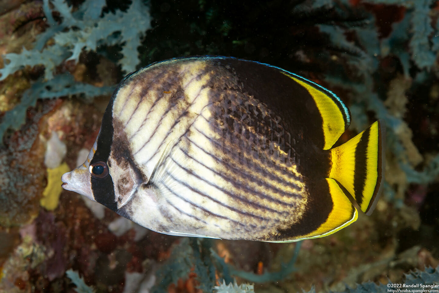 Chaetodon vagabundus (Vagabond Butterflyfish); Likely hybrid with another butterflyfish species