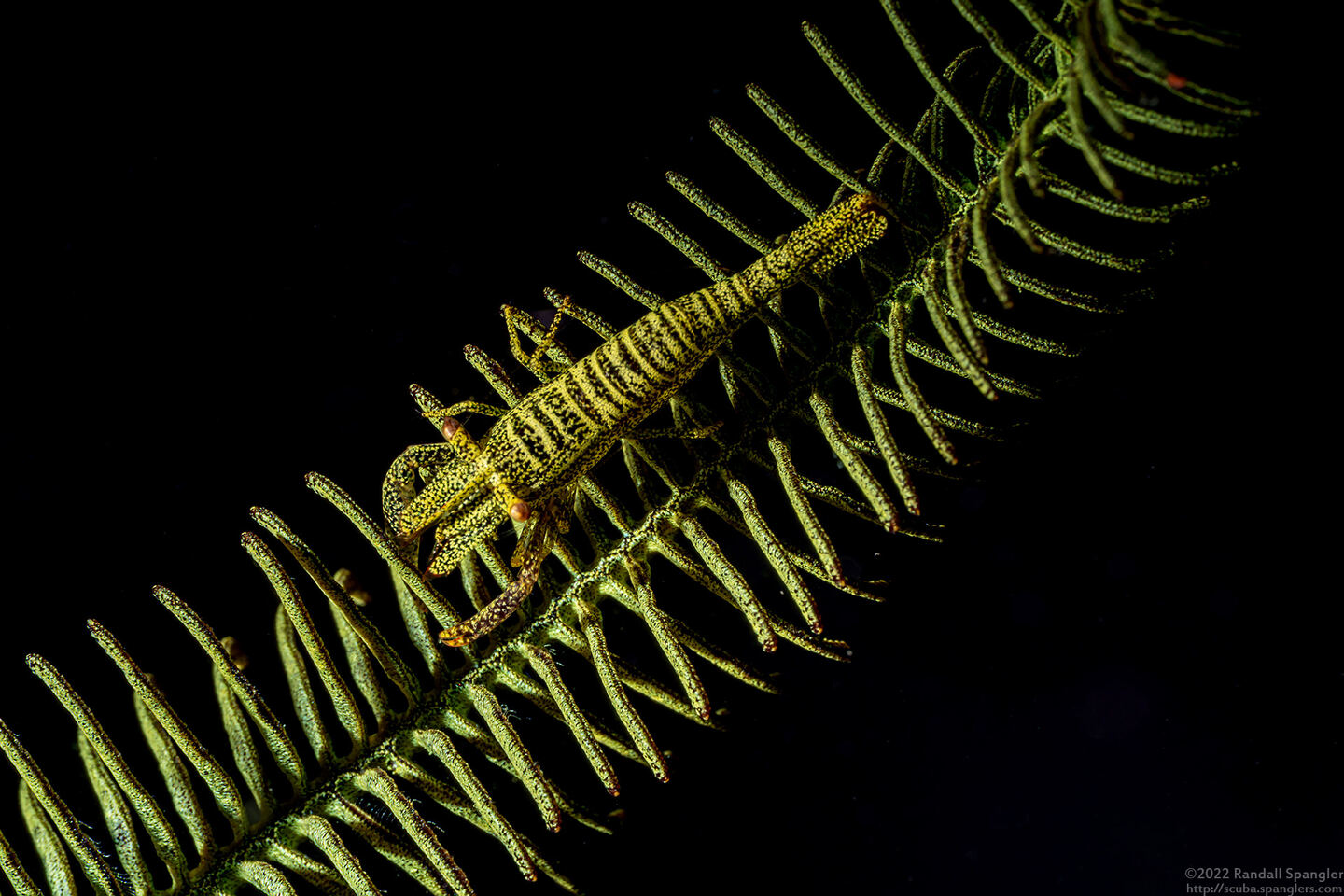 Laomenes sp.1 (Crinoid Shrimp)