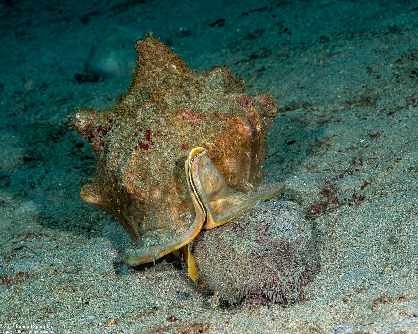 Cassis cornuta (Horned Helmet); Horned helmet snail eating heart urchin
