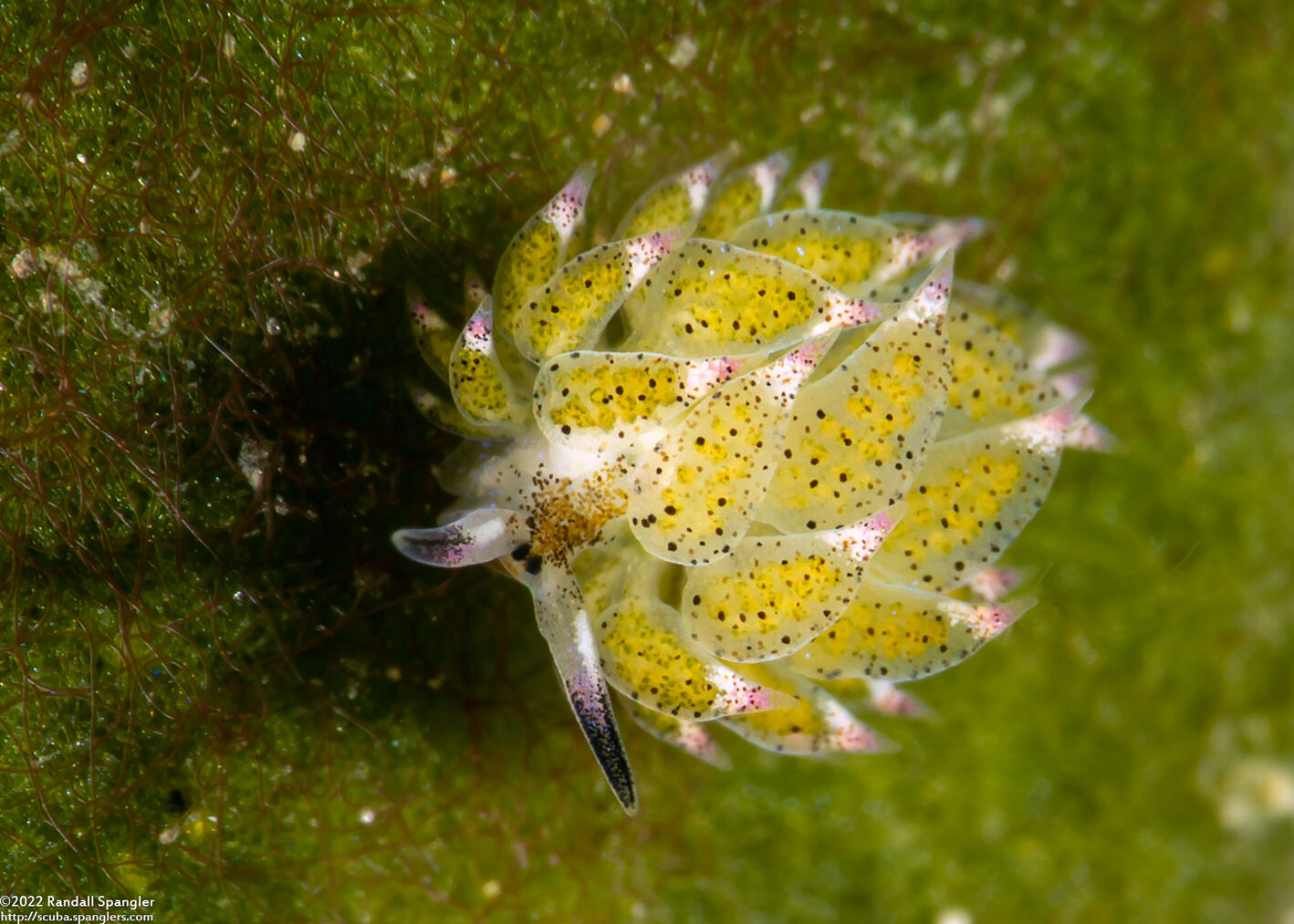 Costasiella kuroshimae (Kuro Sapsucking Slug)