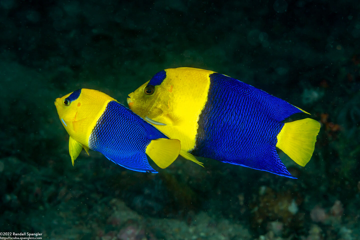 Centropyge bicolor (Bicolor Angelfish); Mating