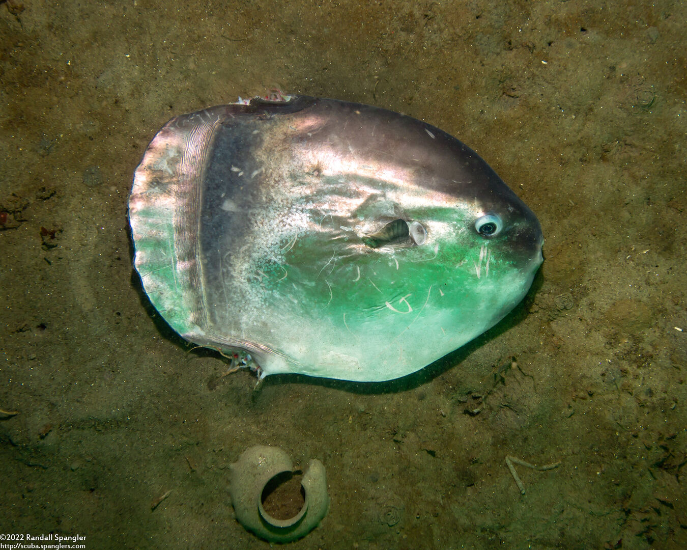 Mola mola (Ocean Sunfish)