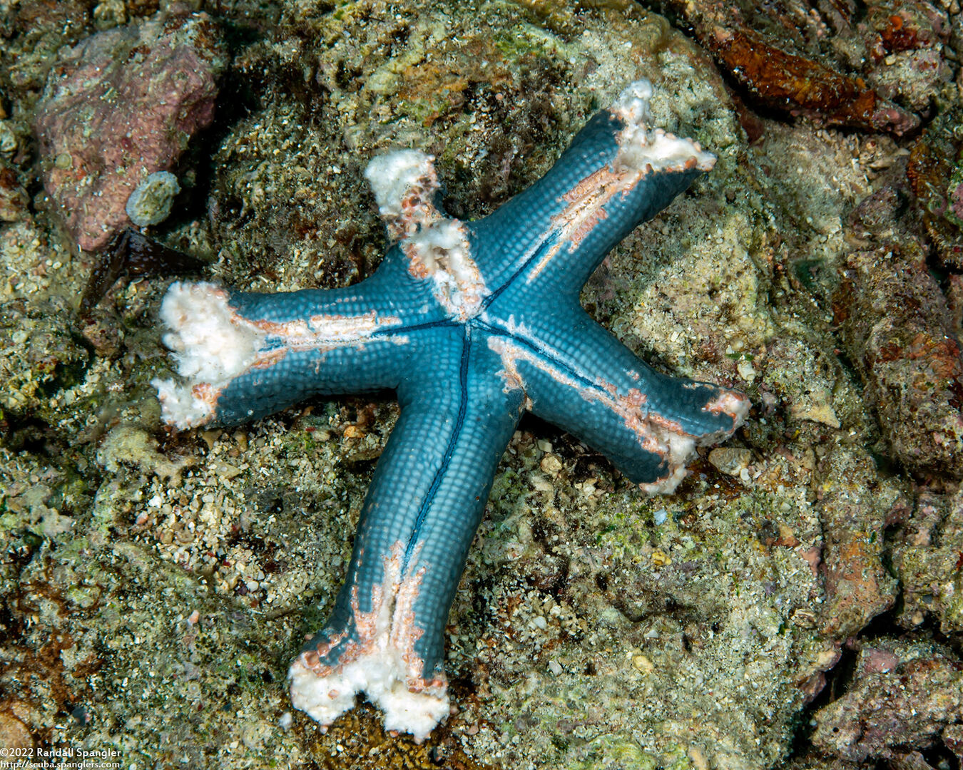Linckia laevigata (Blue Sea Star); Chewed on