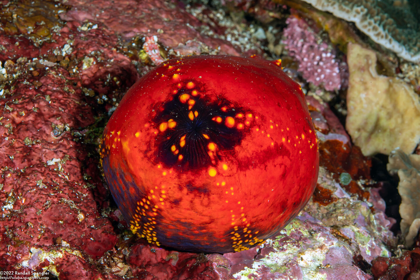 Pseudocolochirus violaceus (Violet Sea Apple)