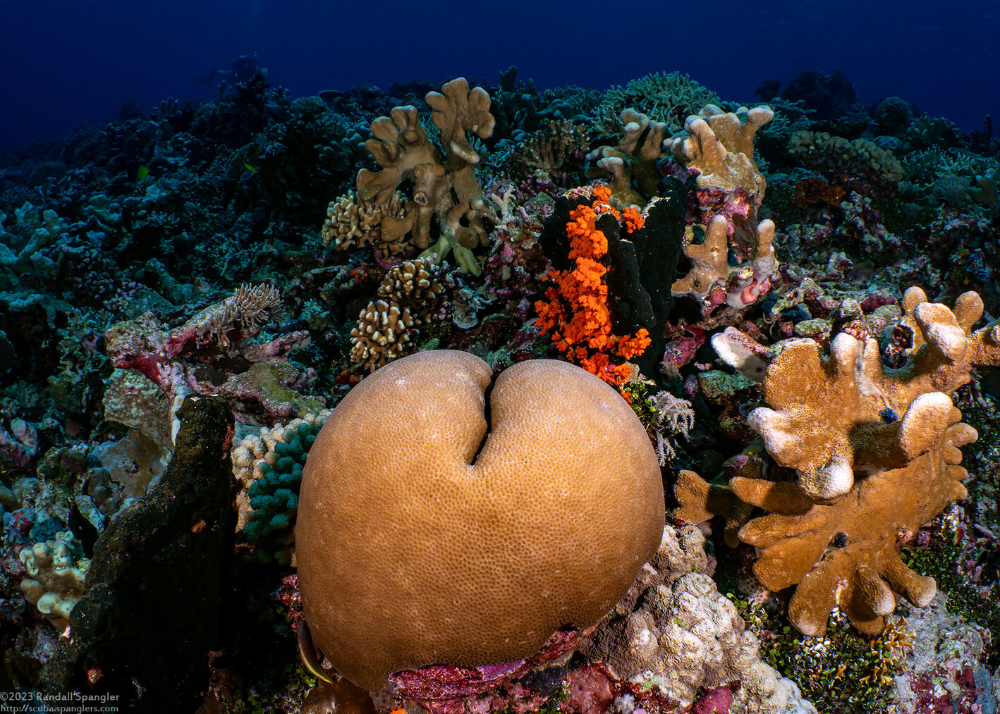 Porites solida (Solid Coral); Dive site with a hard coral bottom