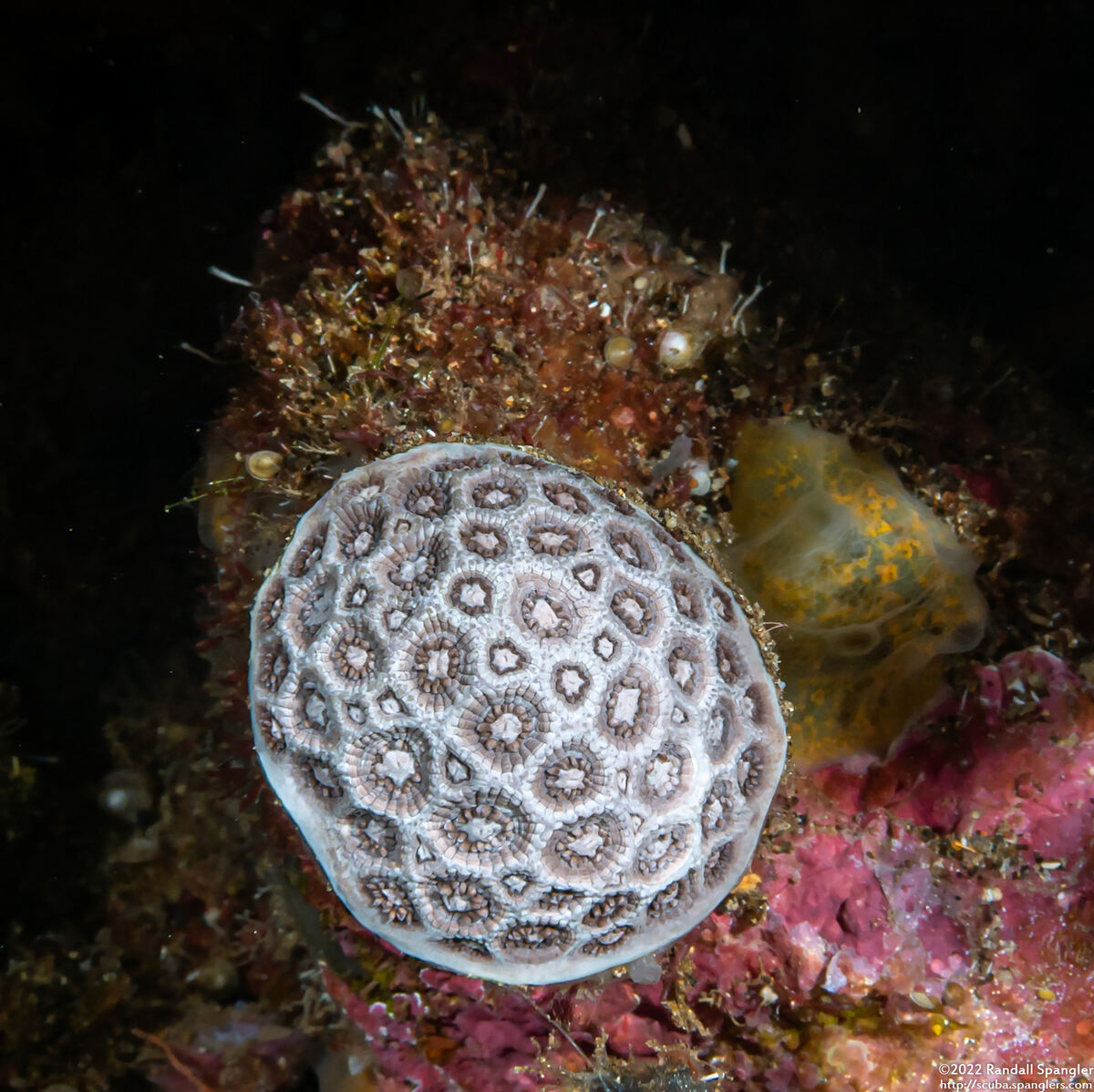 Goniopora lobata (Flower Pot Coral)