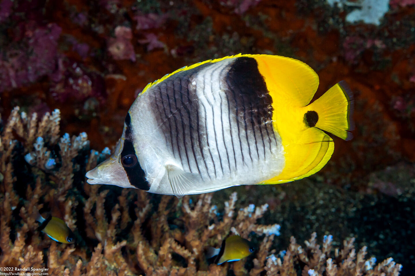 Chaetodon ulietensis (Pacific Double-Saddle Butterflyfish)