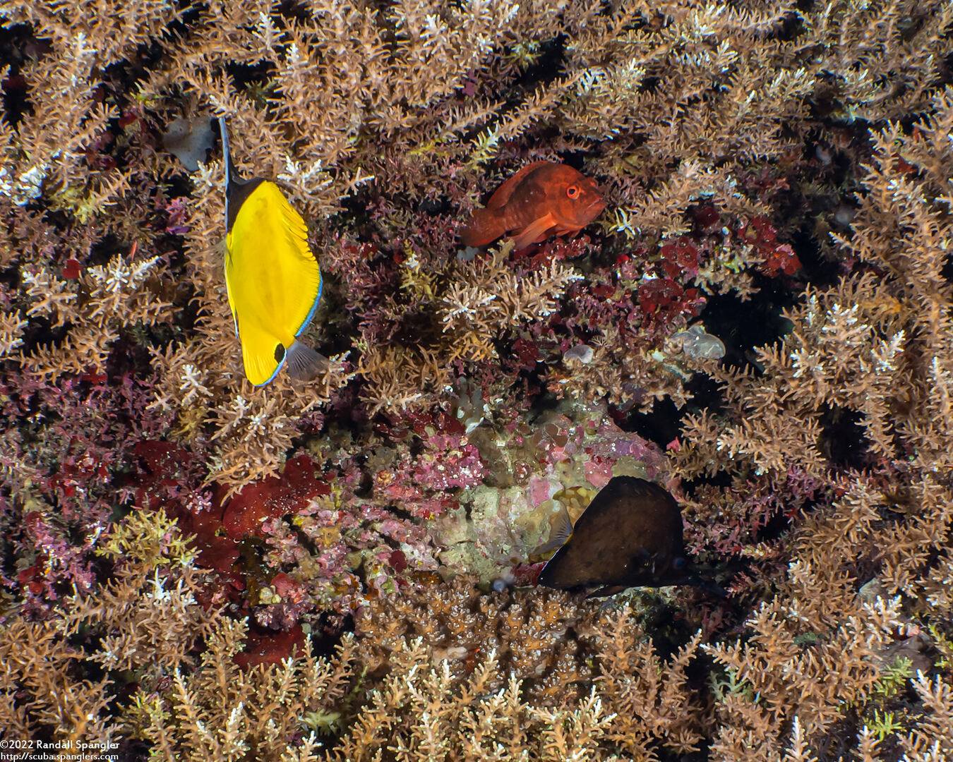 Forcipiger flavissimus (Common Longnose Butterflyfish); With black morph