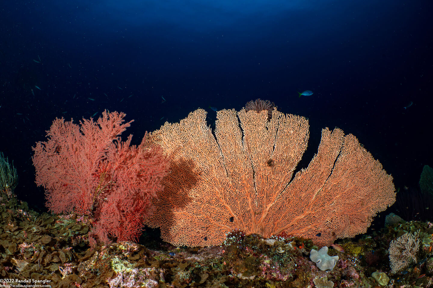 Annella mollis (Giant Sea Fan)