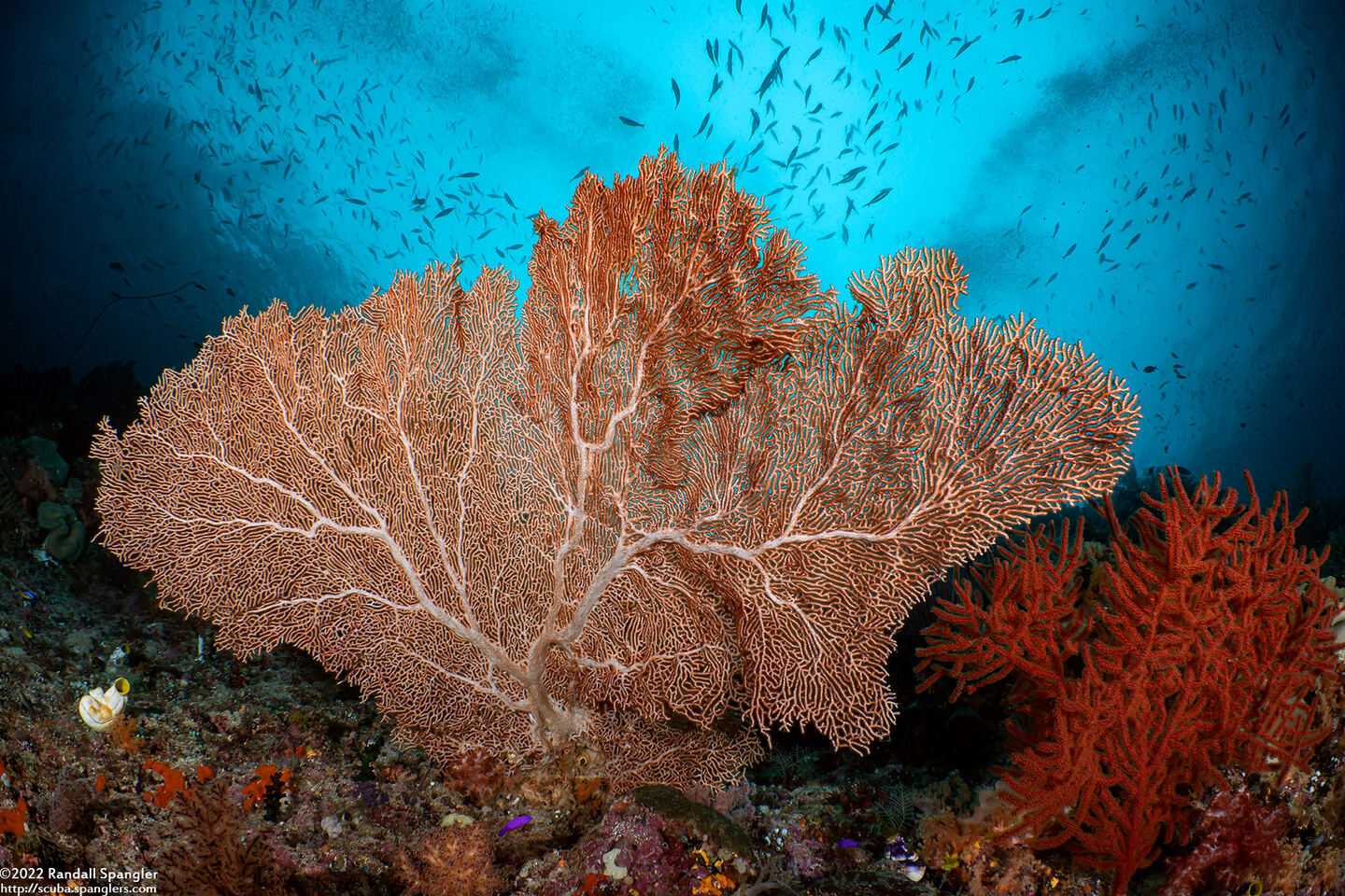 Annella mollis (Giant Sea Fan)