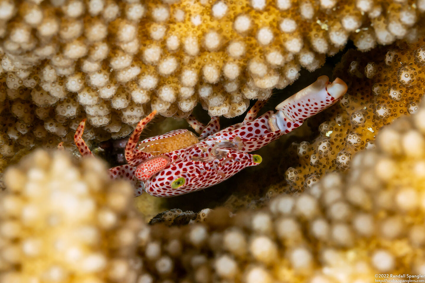 Trapezia tigrina (Red-Spotted Guard Crab); With eggs