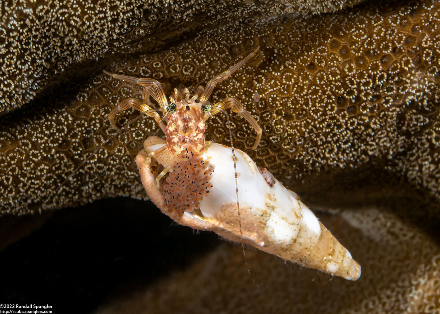 Pagurixus rubrovittatus (Tiny Hermit Crab); Carrying young
