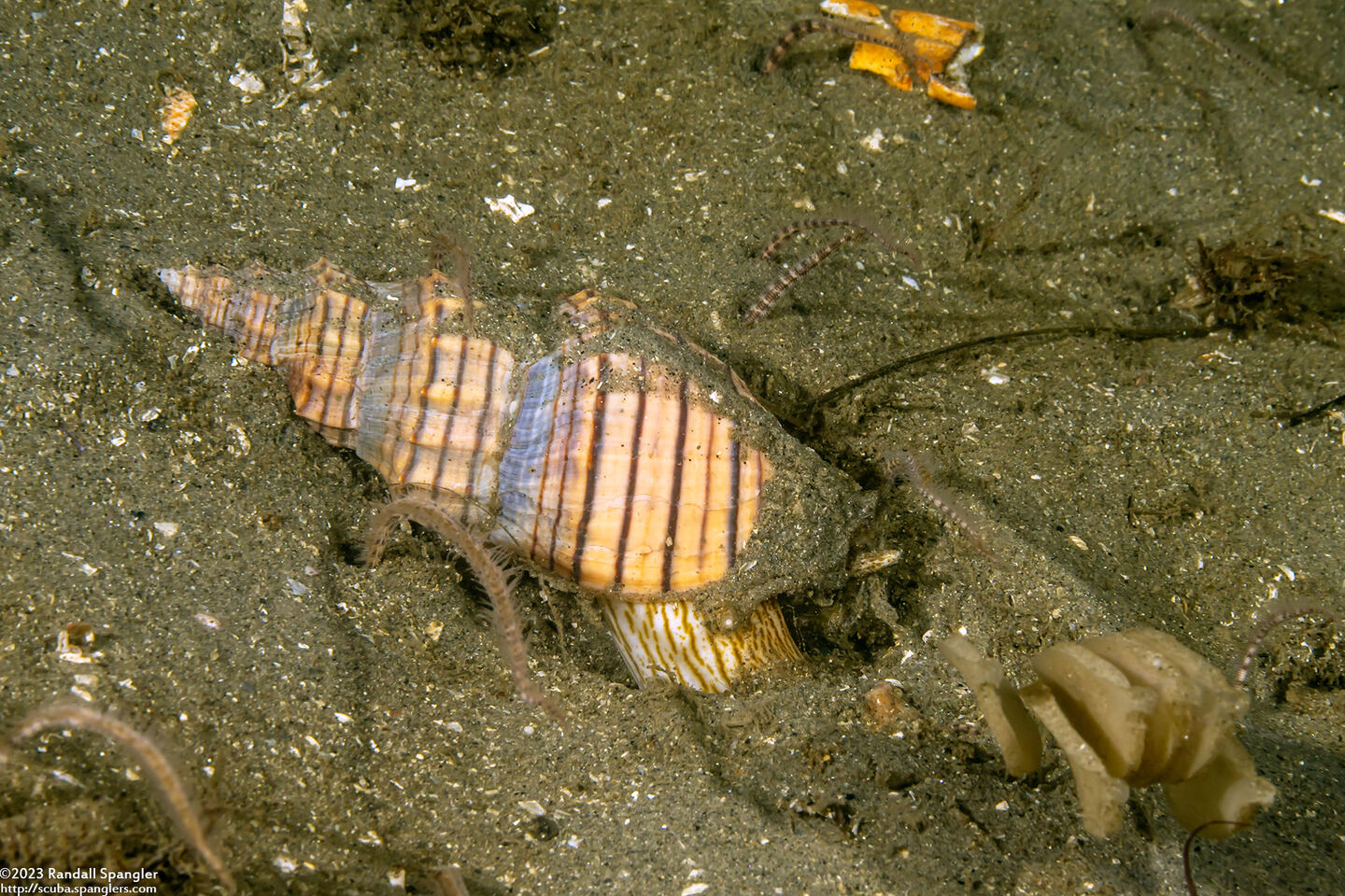 Cancellaria cooperii (Cooper's Nutmeg); Laying eggs