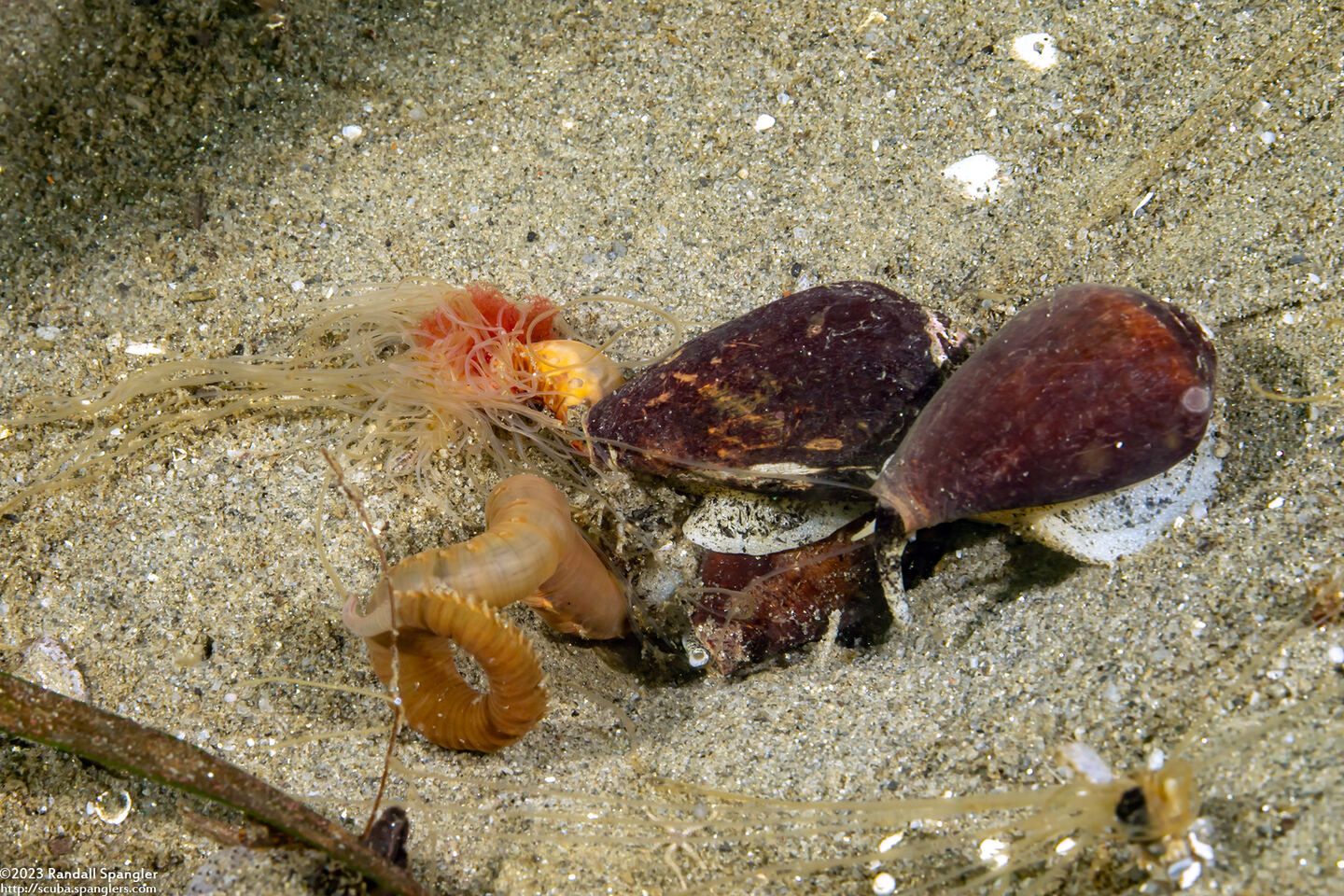 Californiconus californicus (California Cone Snail); Cone snails eating worm