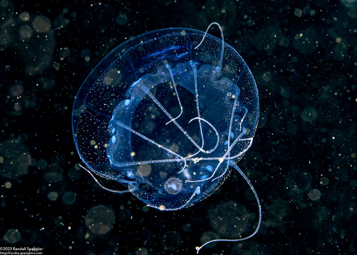 Solmissus sp.1 (Dinner Plate Jelly)