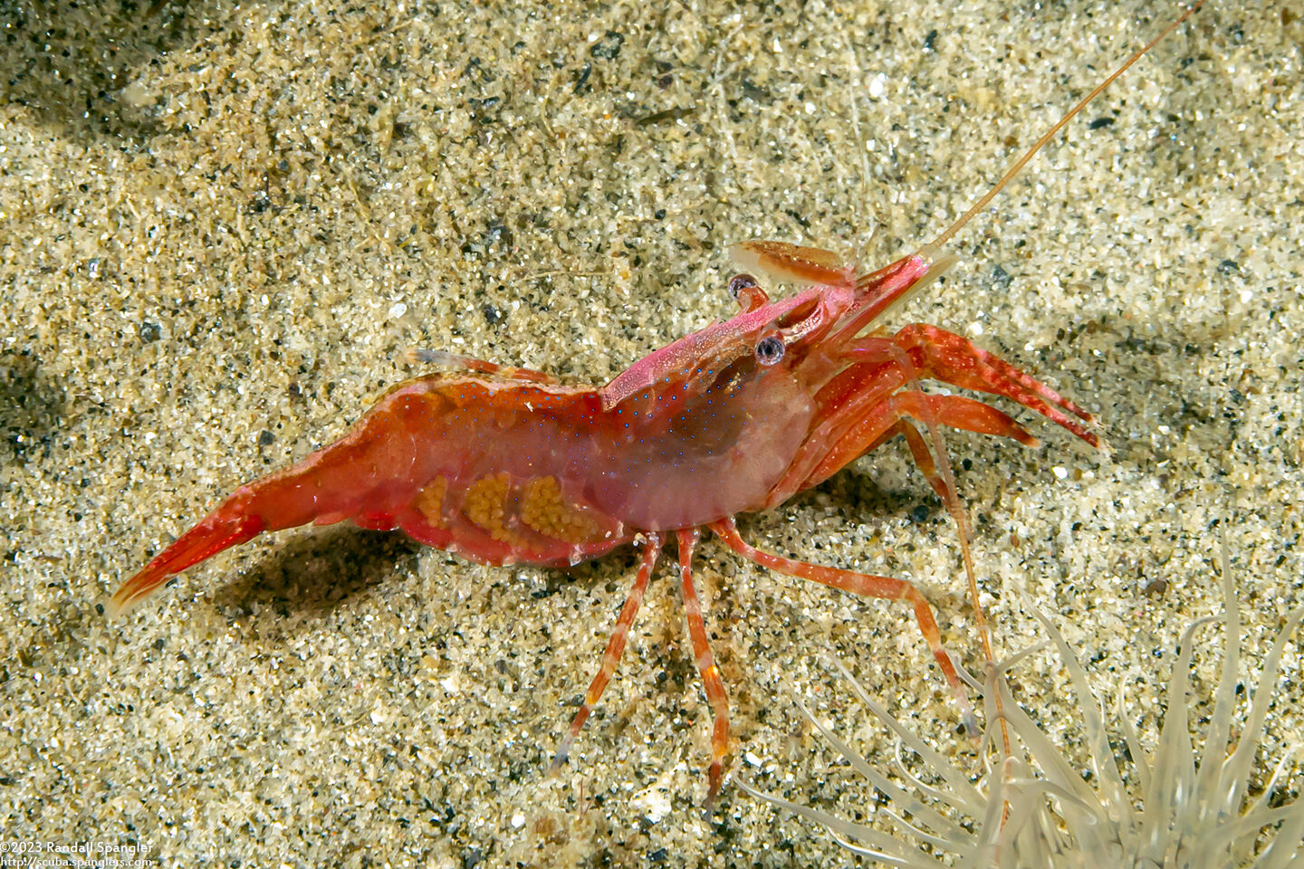 Heptacarpus palpator (Intertidal Coastal Shrimp); With eggs