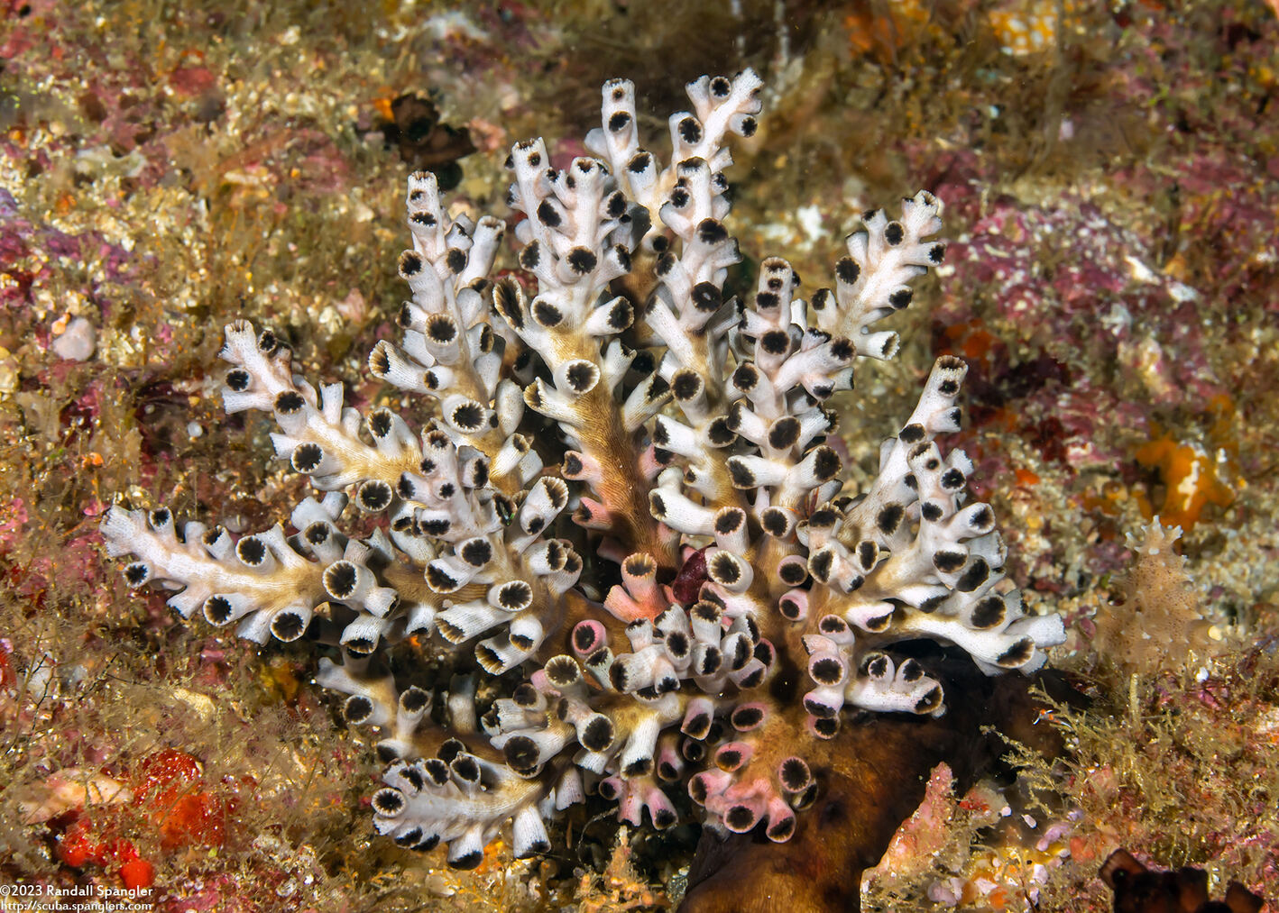 Tubastraea micranthus (Black Sun Coral)