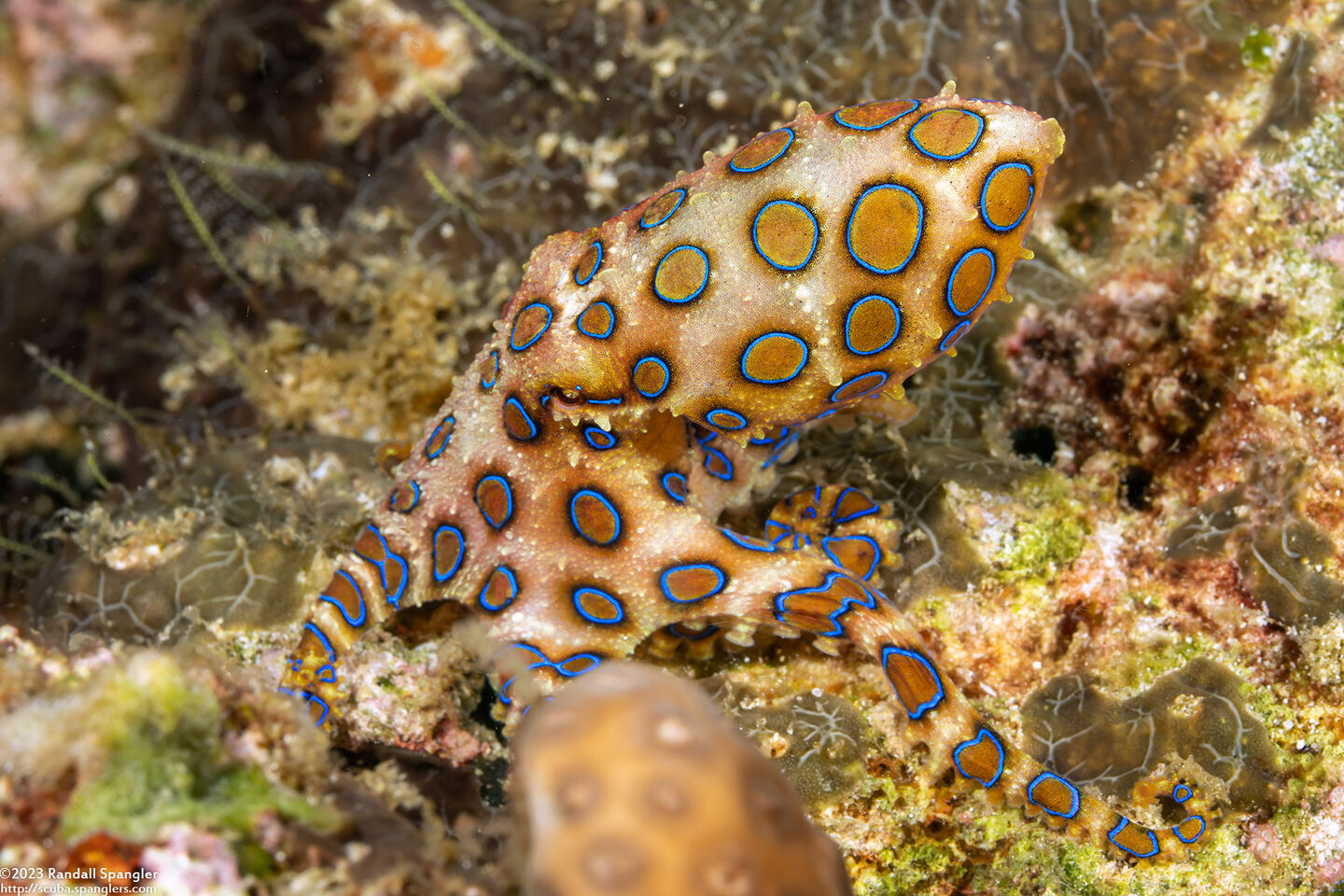 Hapalochlaena lunulata (Blue-Ringed Octopus)