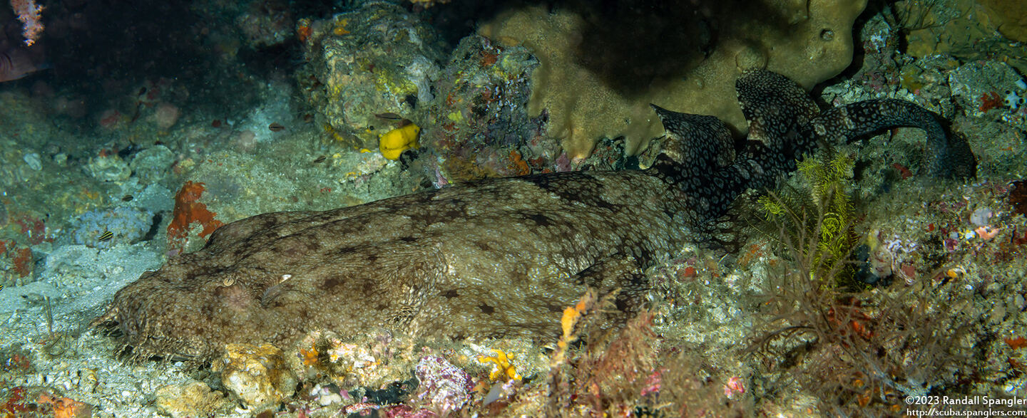 Eucrossorhinus dasypogon (Tasselled Wobbegong)