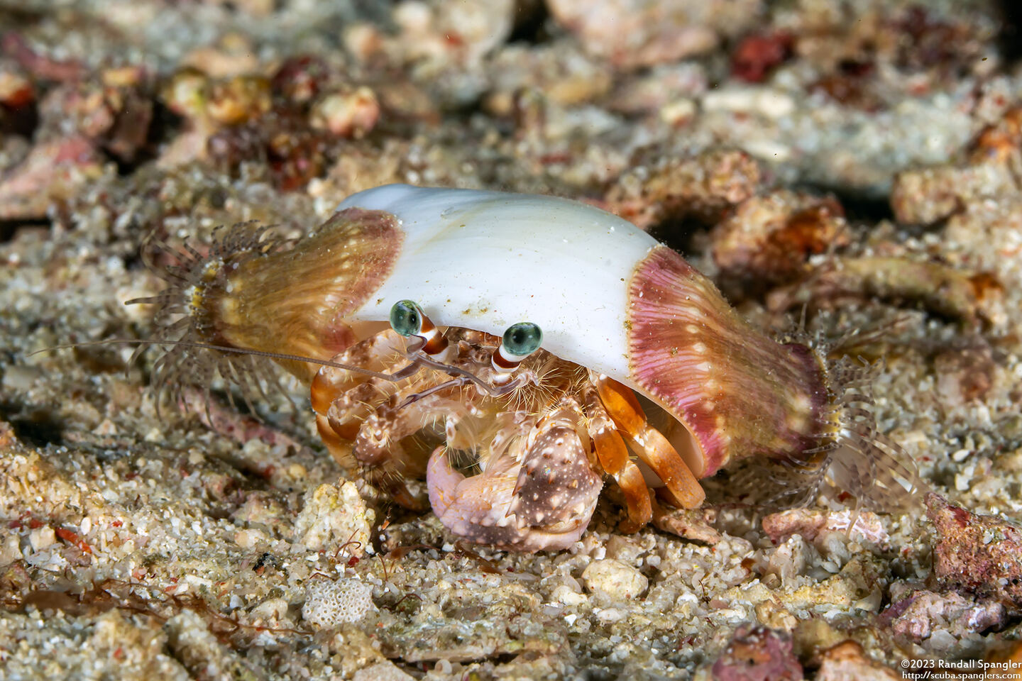 Dardanus pedunculatus (Anemone Hermit Crab)