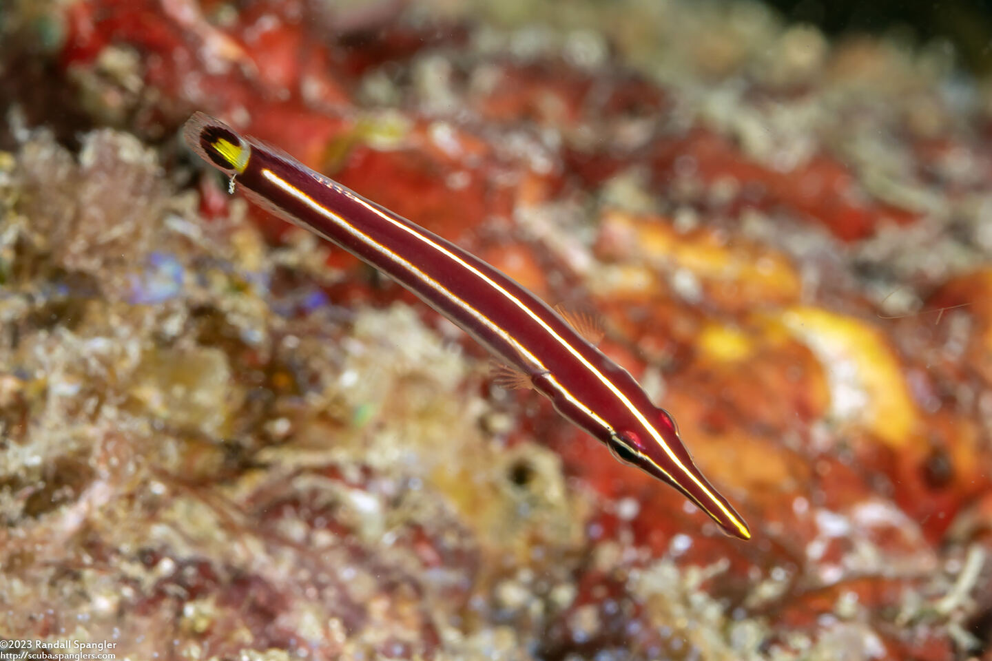 Diademichthys lineatus (Urchin Clingfish)