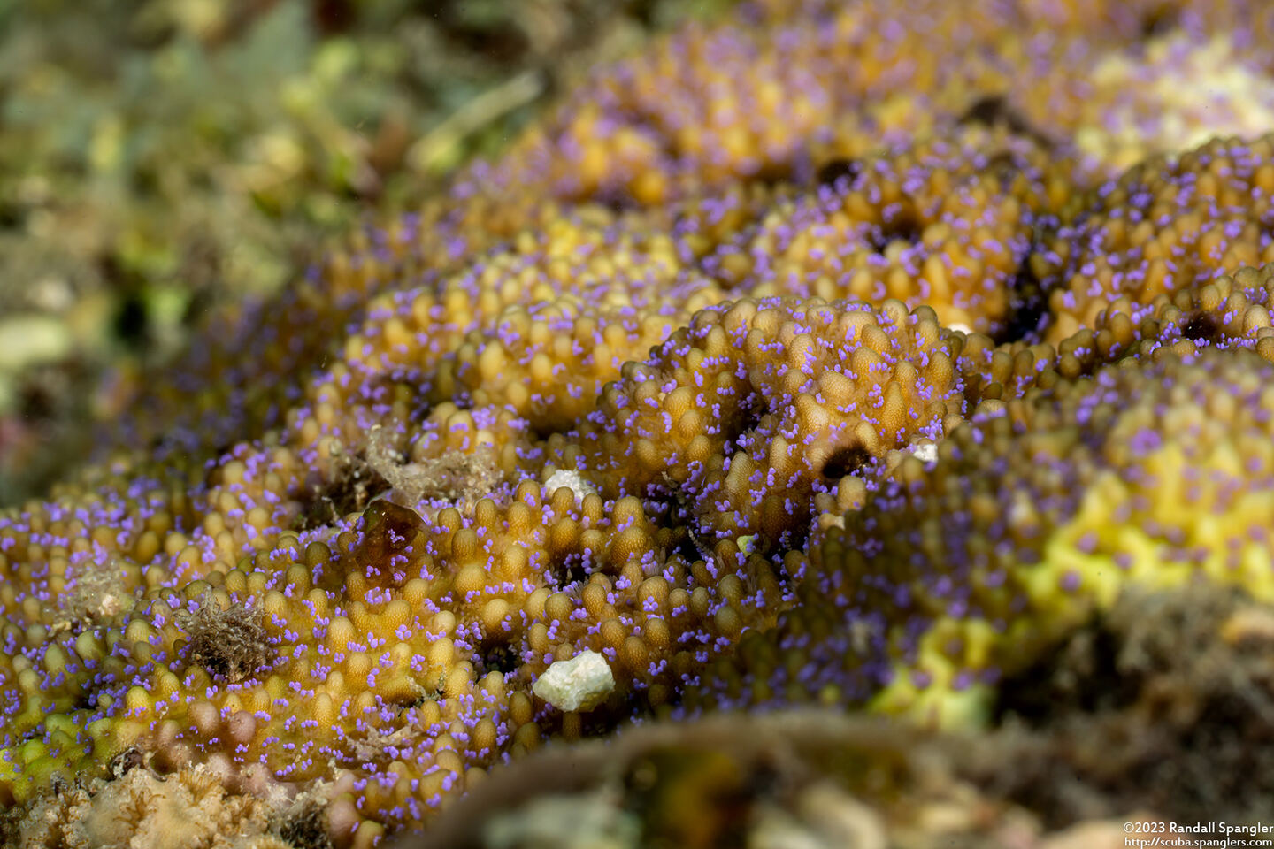 Montipora patula (Spreading Rice Coral)